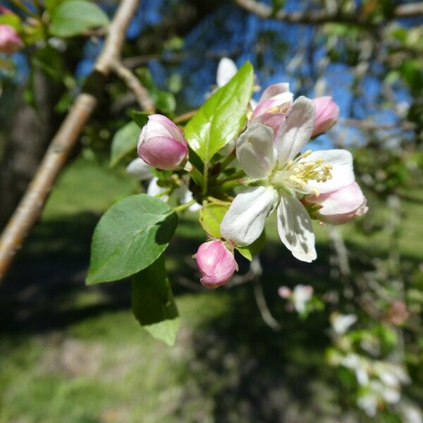 Malus sylvestris Flower