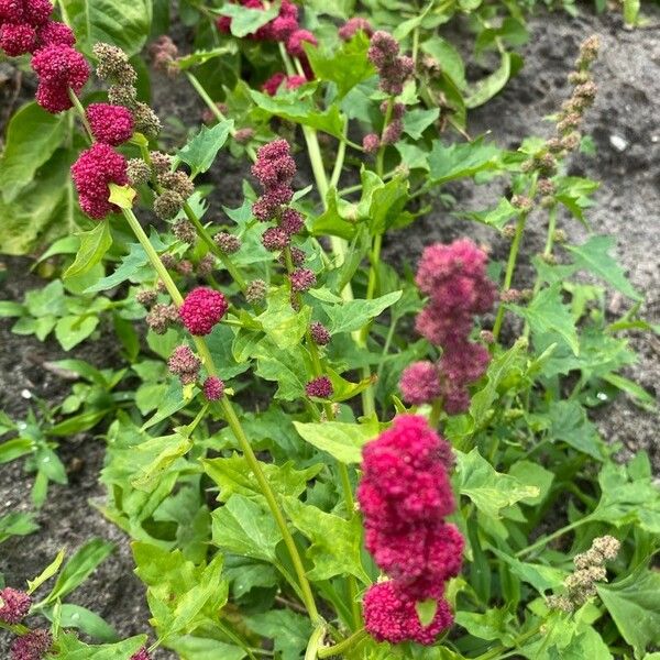 Blitum virgatum Habit