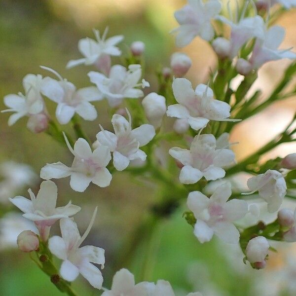 Valeriana tripteris Kvet