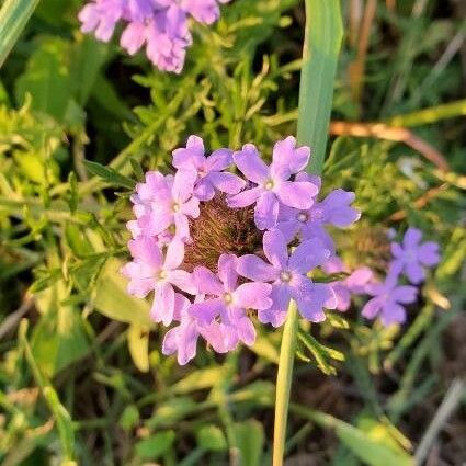 Verbena bipinnatifida Flower