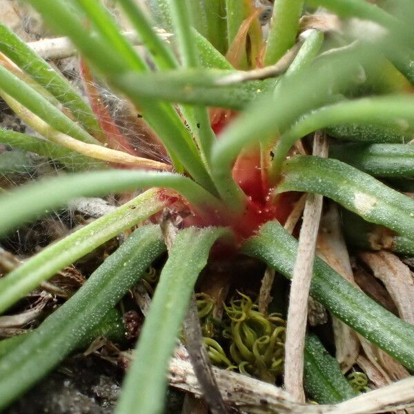 Armeria girardii 葉