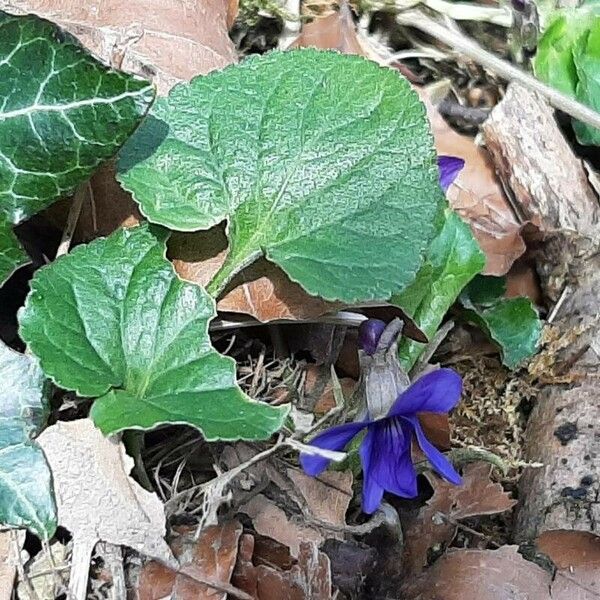 Viola reichenbachiana 葉