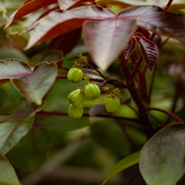 Jatropha gossypiifolia Vrucht