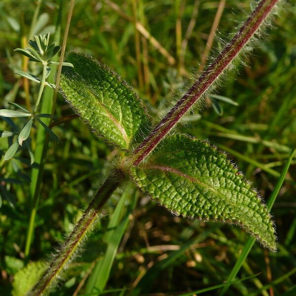 Stachys heraclea Leaf