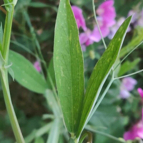 Lathyrus latifolius Ліст