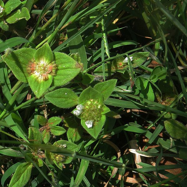 Richardia brasiliensis Žiedas