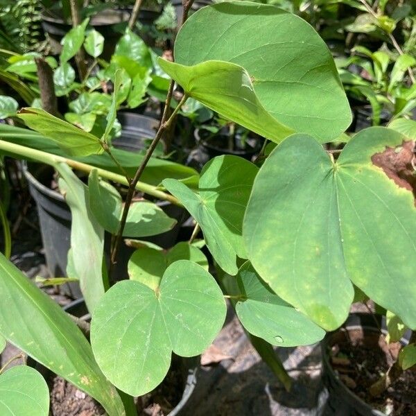 Bauhinia acuminata Fuelha