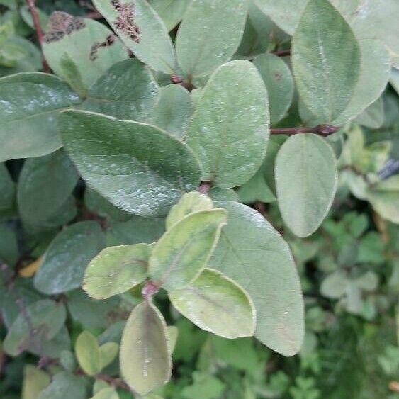 Lonicera caerulea Blad