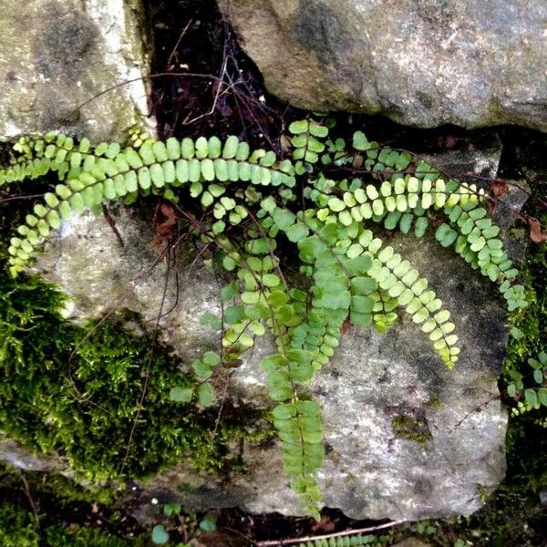 Asplenium trichomanes Folha