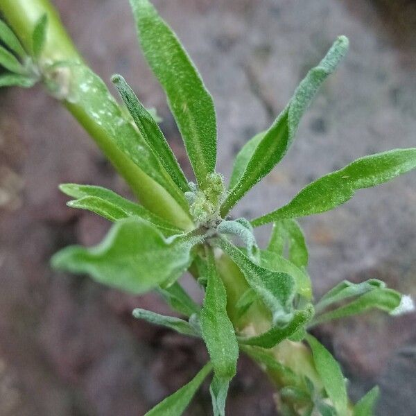 Matthiola maderensis ഇല