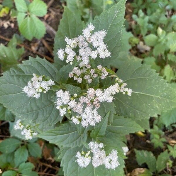 Ageratina altissima फूल