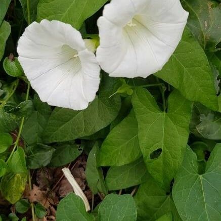 Convolvulus sepium برگ