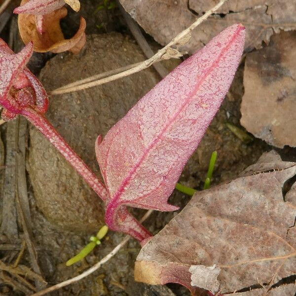 Atriplex prostrata Hostoa