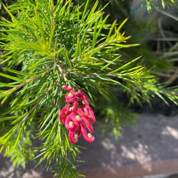 Grevillea rosmarinifolia ফুল