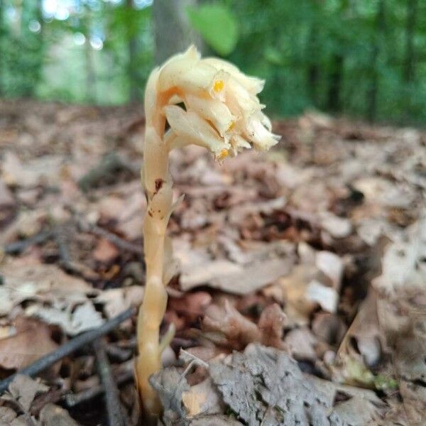 Monotropa hypopitys Flower