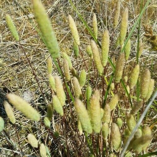 Phleum arenarium Kwiat