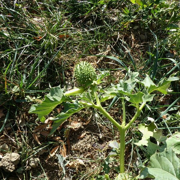 Datura ferox Habitus