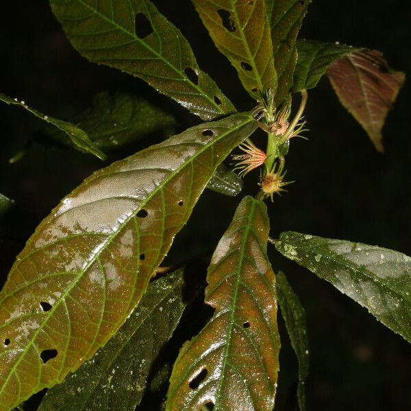 Acalypha apodanthes Yaprak