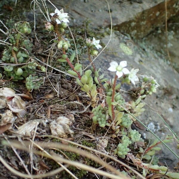 Sedum hirsutum Elinympäristö