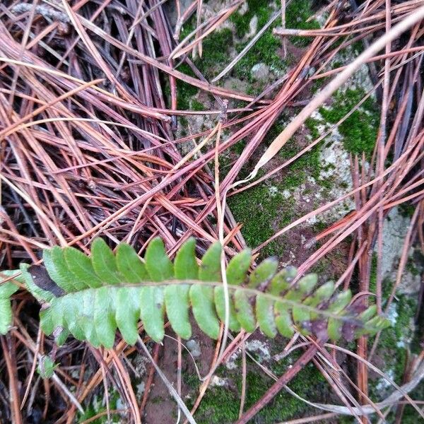 Asplenium platyneuron 形態