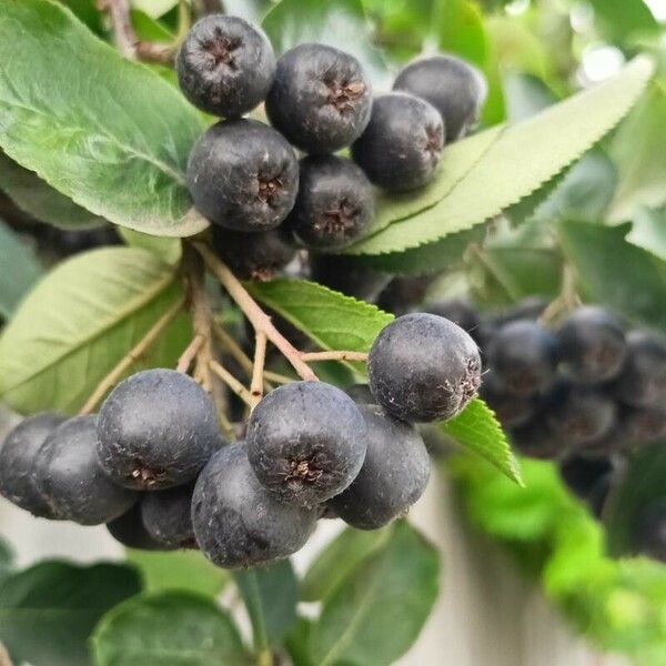 Aronia melanocarpa Fruit