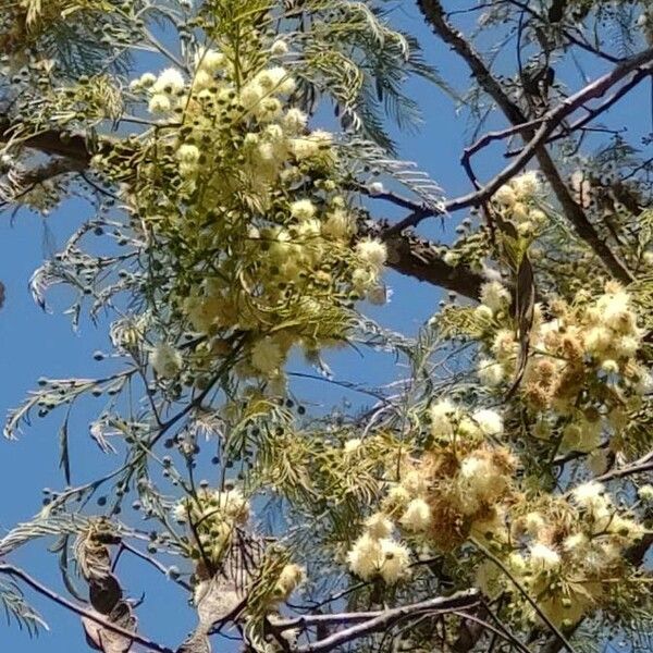 Acacia mearnsii फूल