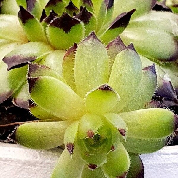 Sempervivum grandiflorum Fuelha