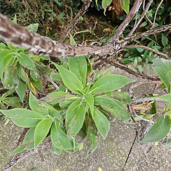 Echium strictum List