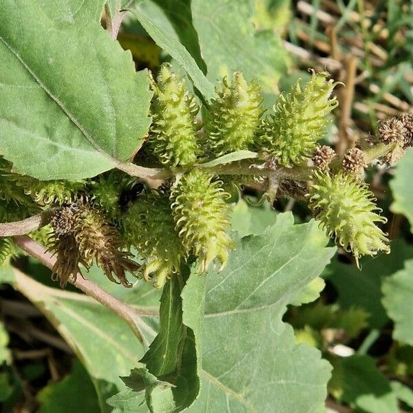 Xanthium orientale Fruitua