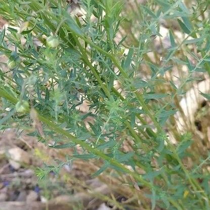 Linum austriacum Blatt