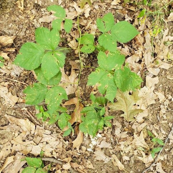 Rubus occidentalis অভ্যাস