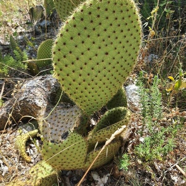 Opuntia leucotricha Flower