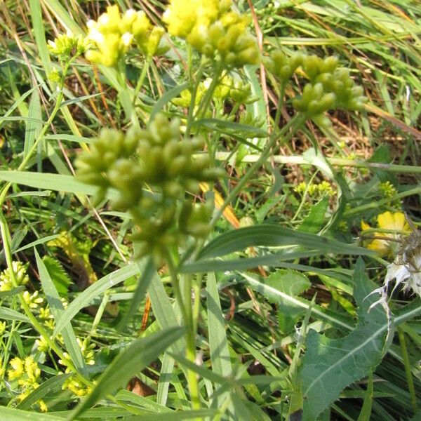 Euthamia graminifolia Hostoa