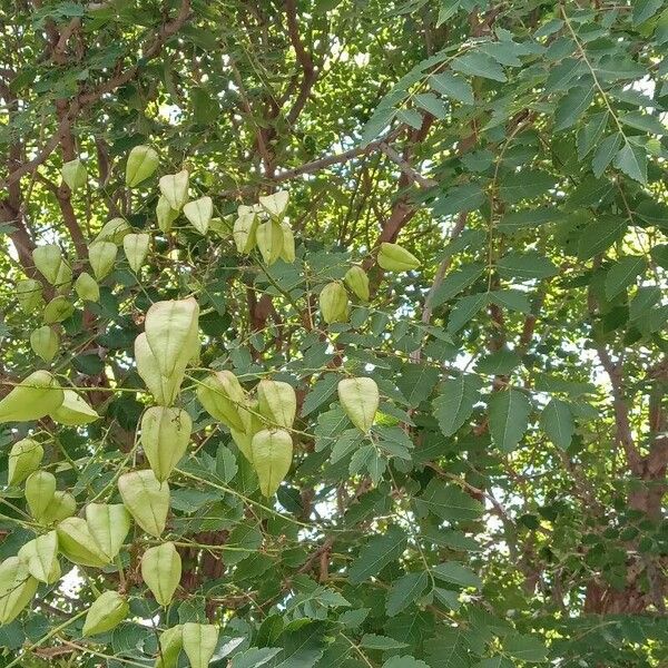 Koelreuteria paniculata Habit