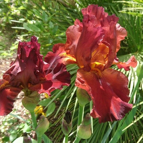 Iris barbatula Flor