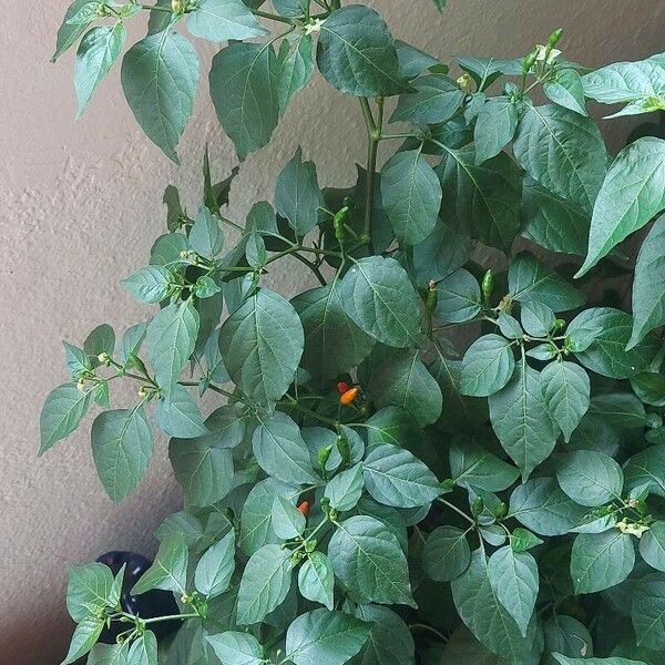 Capsicum chinense 葉