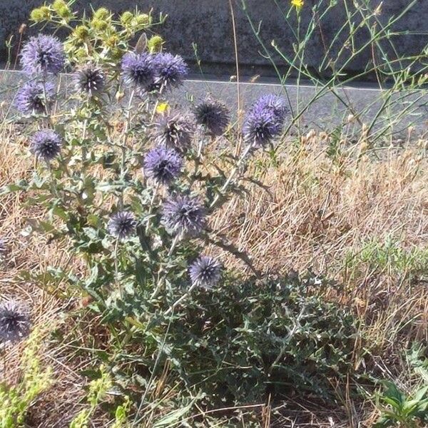 Echinops ritro Hábito