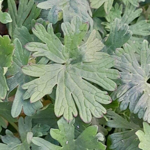 Geranium pusillum 叶
