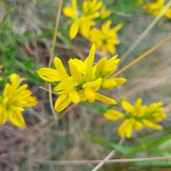 Genista tinctoria Flor