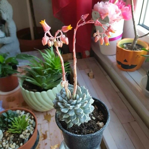 Echeveria elegans 叶