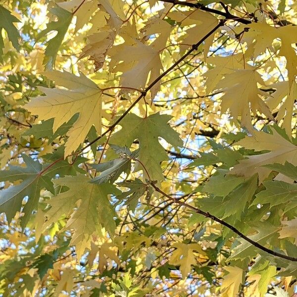 Acer saccharinum 葉