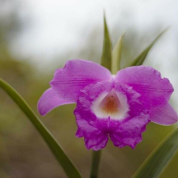 Arundina graminifolia Blomst