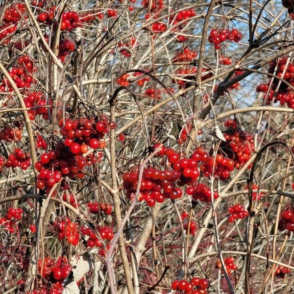 Viburnum trilobum Vrucht