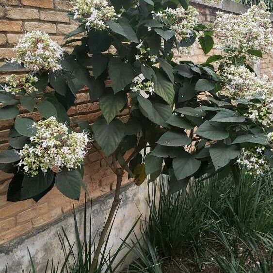 Clerodendrum infortunatum Vivejo