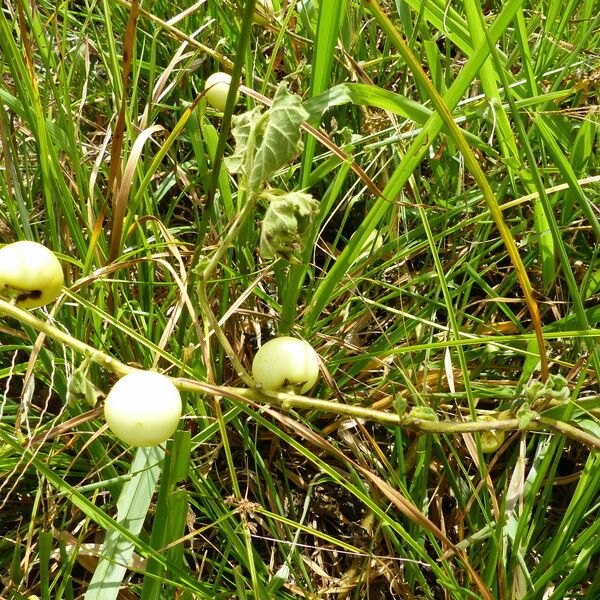 Solanum viarum Ffrwyth