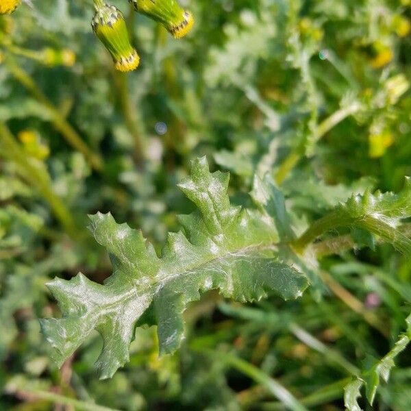 Senecio vulgaris Blad