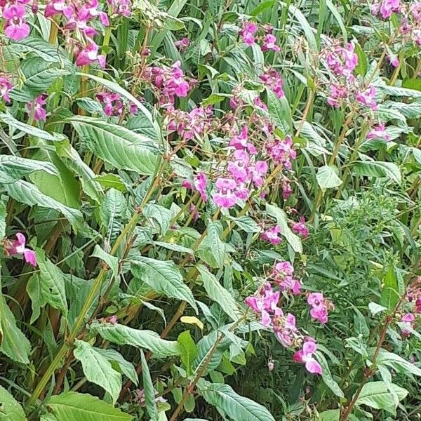 Impatiens glandulifera Flower