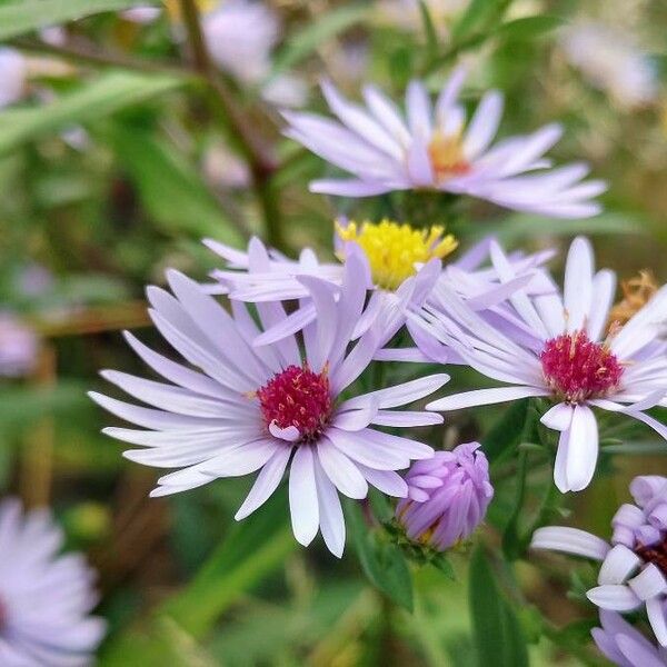 Symphyotrichum cordifolium Квітка