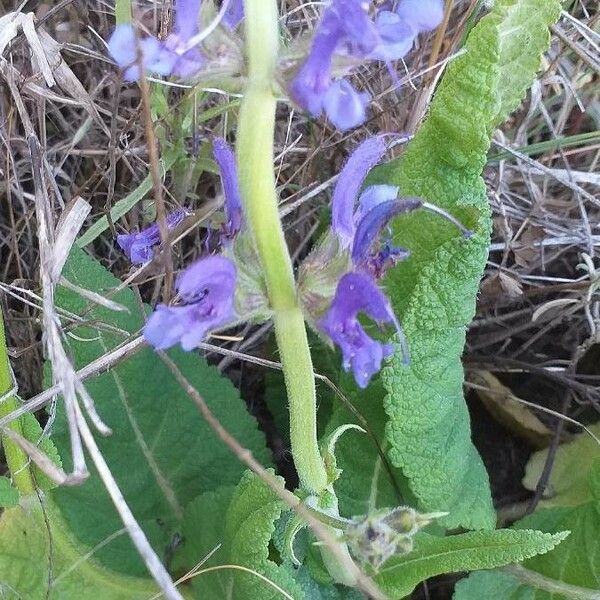 Salvia pratensis خشب