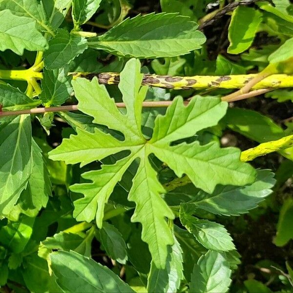 Distimake dissectus Leaf